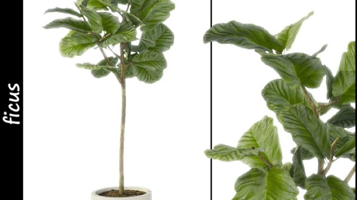 渲染模型_室内植物102