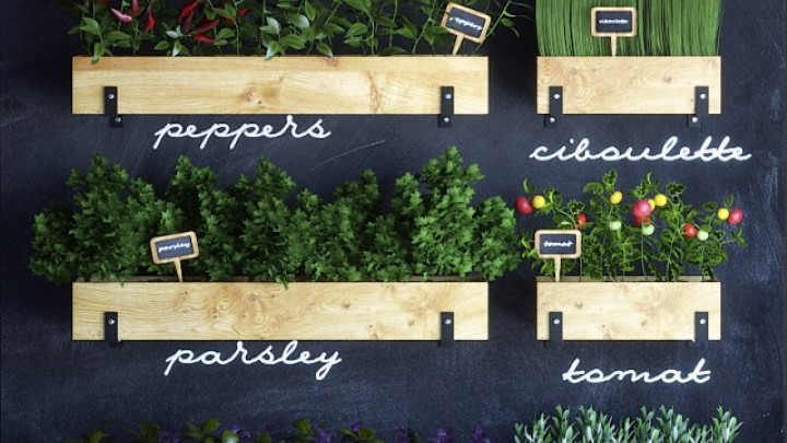 渲染模型_室内植物110