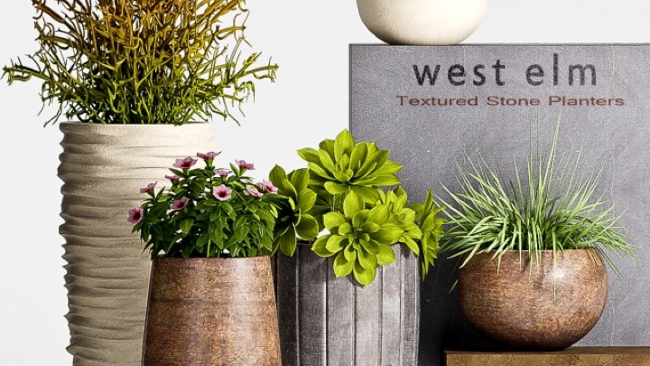 渲染模型_室内植物116