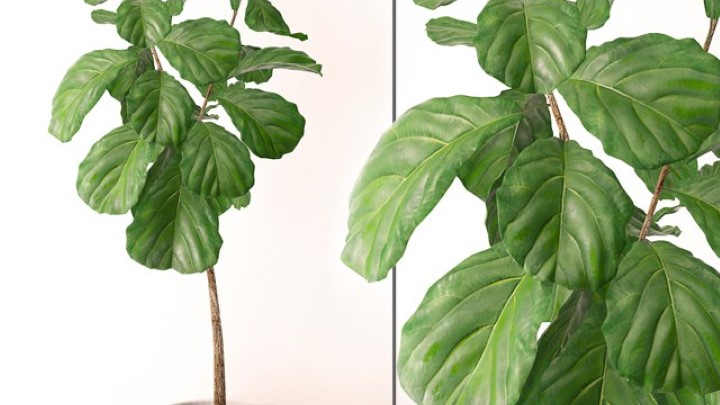 渲染模型_室内植物117