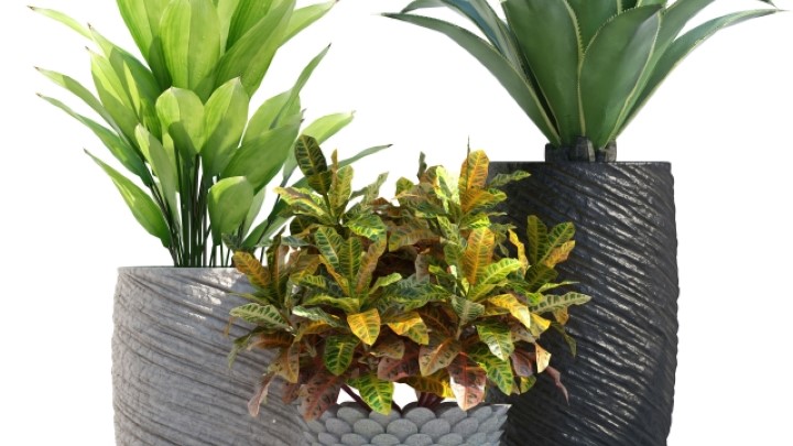 渲染模型_室内植物129