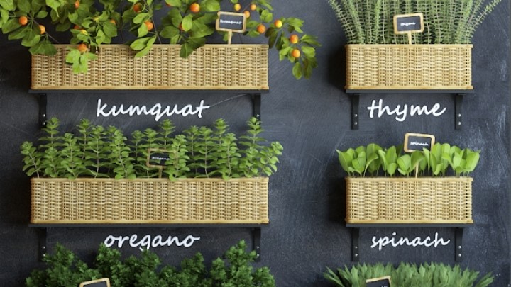 渲染模型_室内植物133