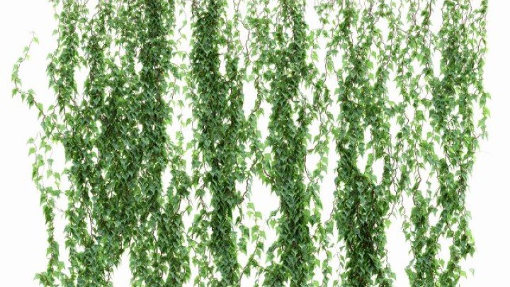 渲染模型_室内植物142