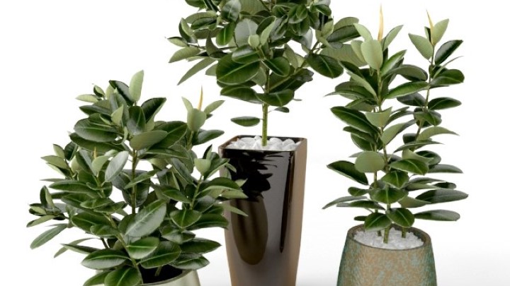 渲染模型_室内植物146