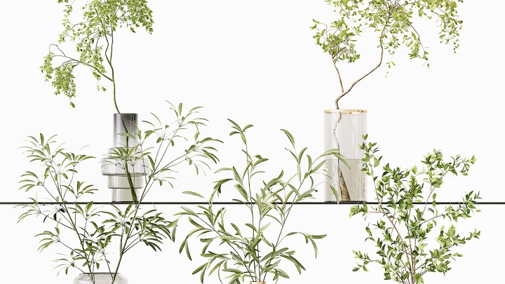 渲染模型_室内植物147