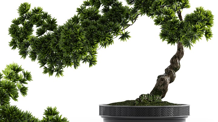 渲染模型_室内植物153