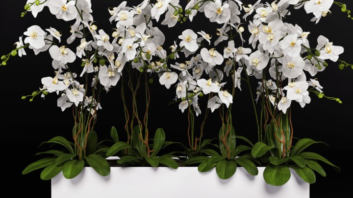 渲染模型_室内盆栽003