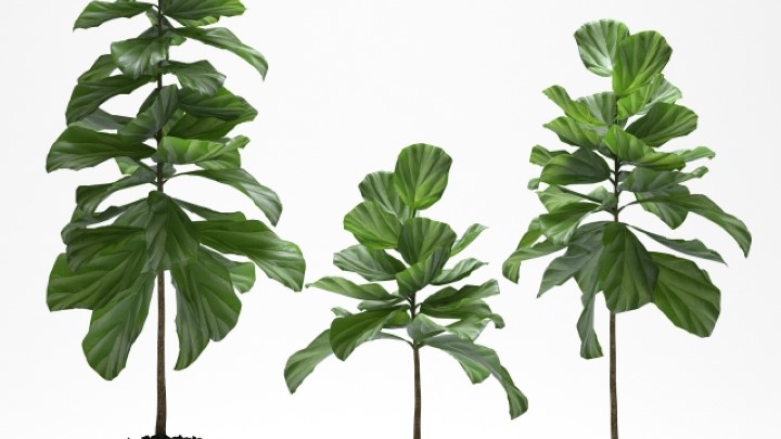 渲染模型_室内盆栽012