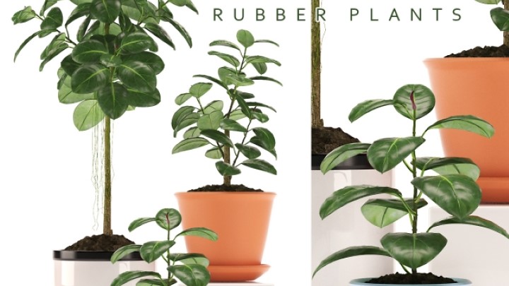 渲染模型_室内盆栽017