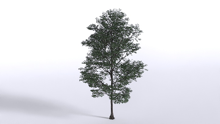 渲染模型_树067