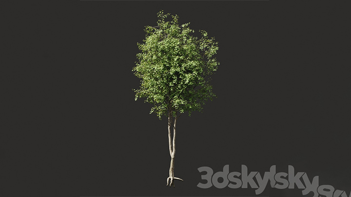 渲染模型_树木007