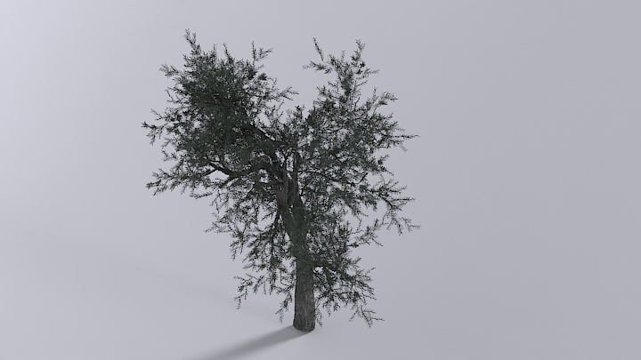 渲染模型_树木009