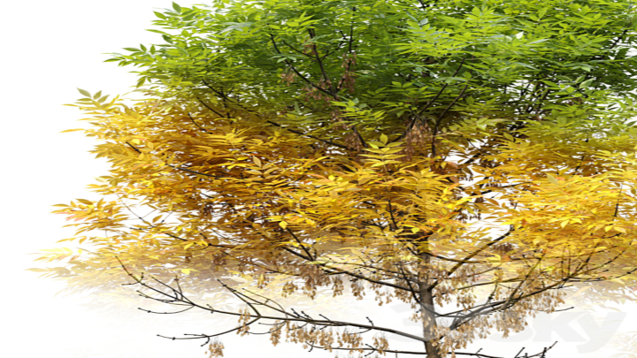 渲染模型_树木010