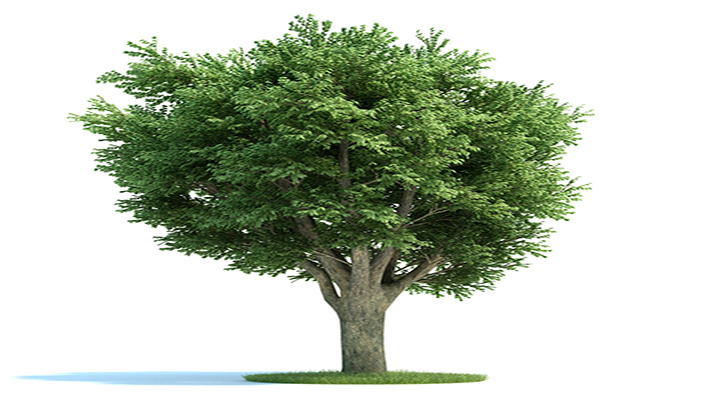 渲染模型_树木019