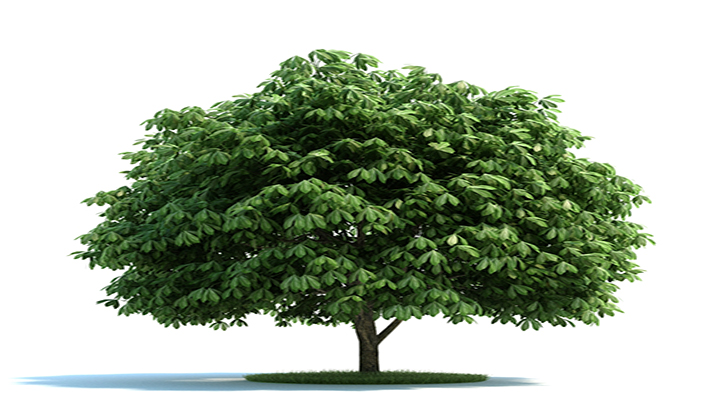 渲染模型_树木033