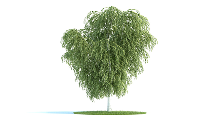 渲染模型_树木035