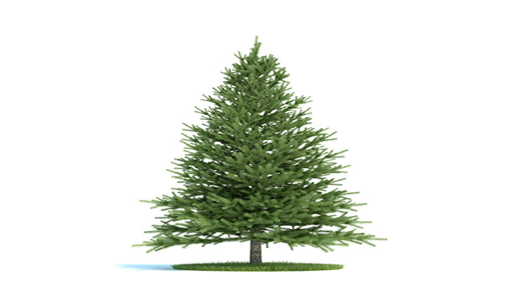 渲染模型_树木036