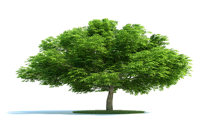 渲染模型_树木040