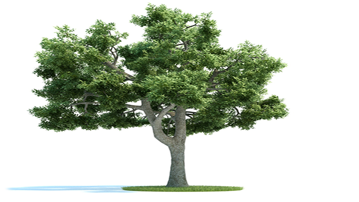 渲染模型_树木046