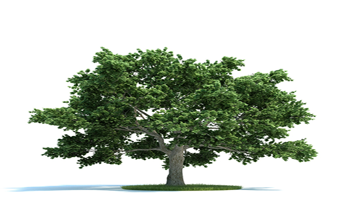 渲染模型_树木047