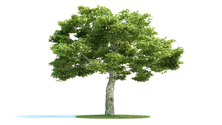 渲染模型_树木054