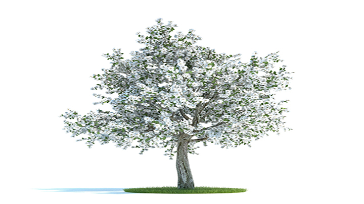 渲染模型_树木061