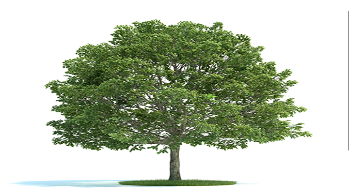 渲染模型_树木063