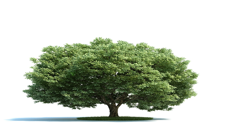 渲染模型_树木064