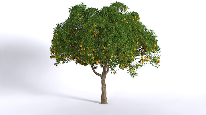 渲染模型_树木079