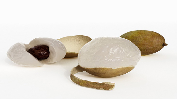 渲染模型_桂圆001