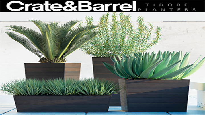 渲染模型_植物030