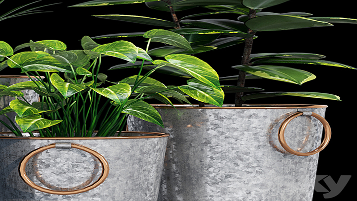 渲染模型_植物050