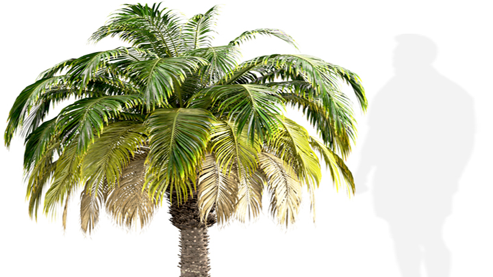 渲染模型_植物052