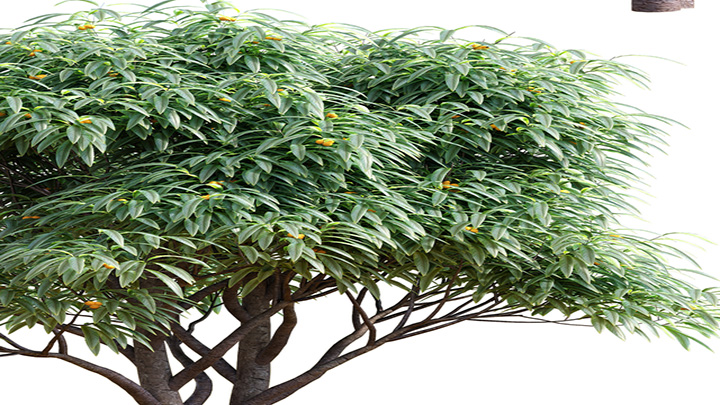 渲染模型_植物061