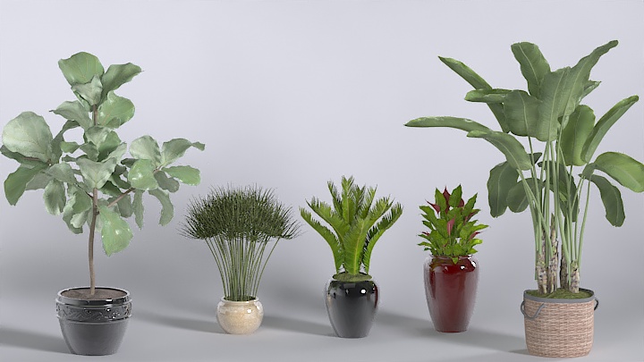 渲染模型_植物085