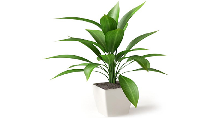 渲染模型_植物129