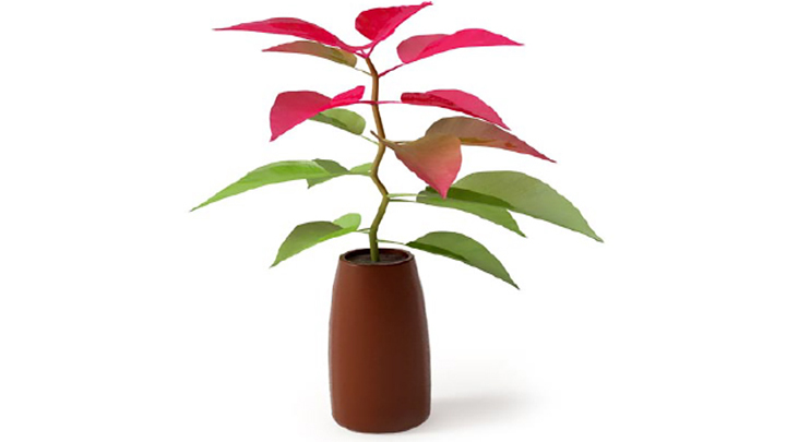 渲染模型_植物132