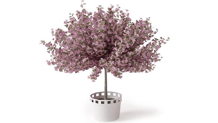 渲染模型_植物136