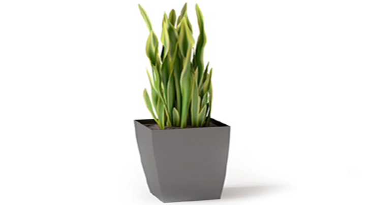 渲染模型_植物137