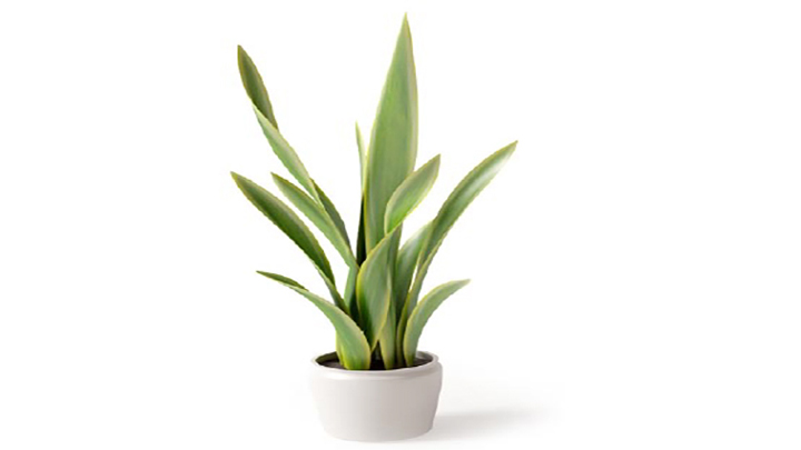 渲染模型_植物140