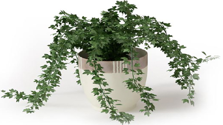 渲染模型_植物148