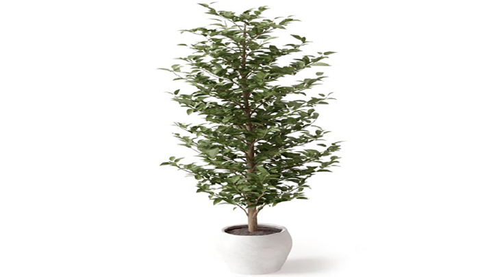 渲染模型_植物158