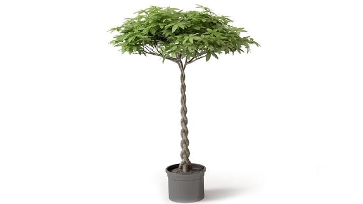 渲染模型_植物161