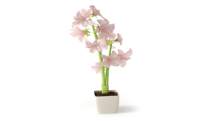 渲染模型_植物182