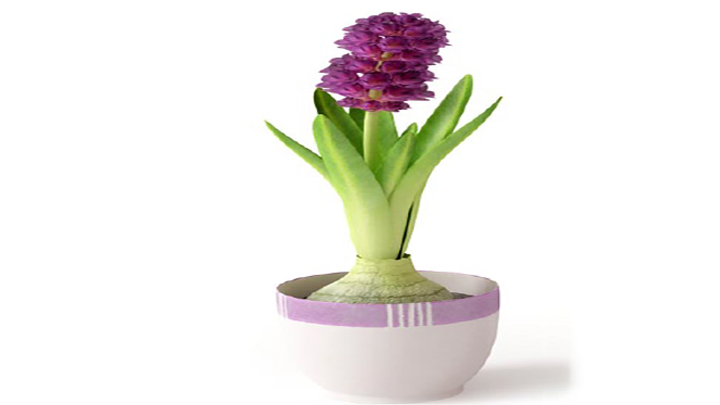 渲染模型_植物184