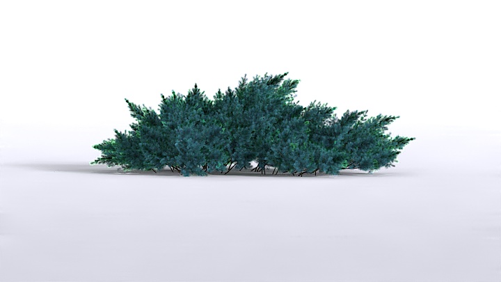 渲染模型_植物208