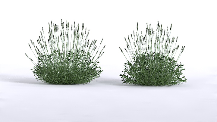 渲染模型_植物210