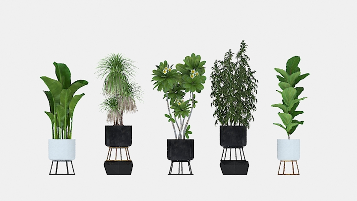 渲染模型_植物214