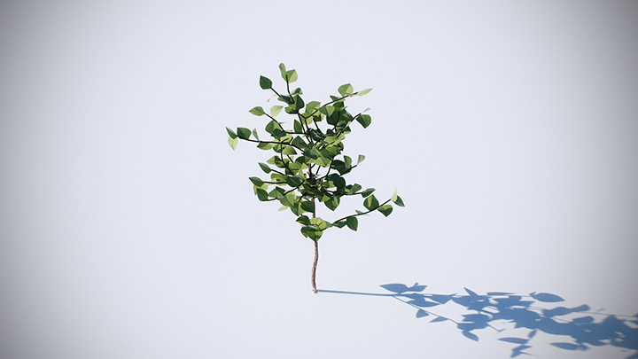 渲染模型_植物234