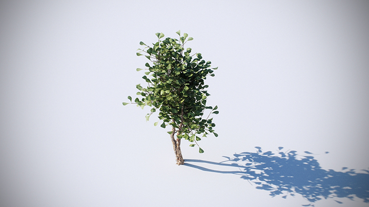 渲染模型_植物243